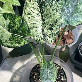 Photo of the plant species Alocasia Dragon Scale Albo by @Verosplant named Elina on Greg, the plant care app