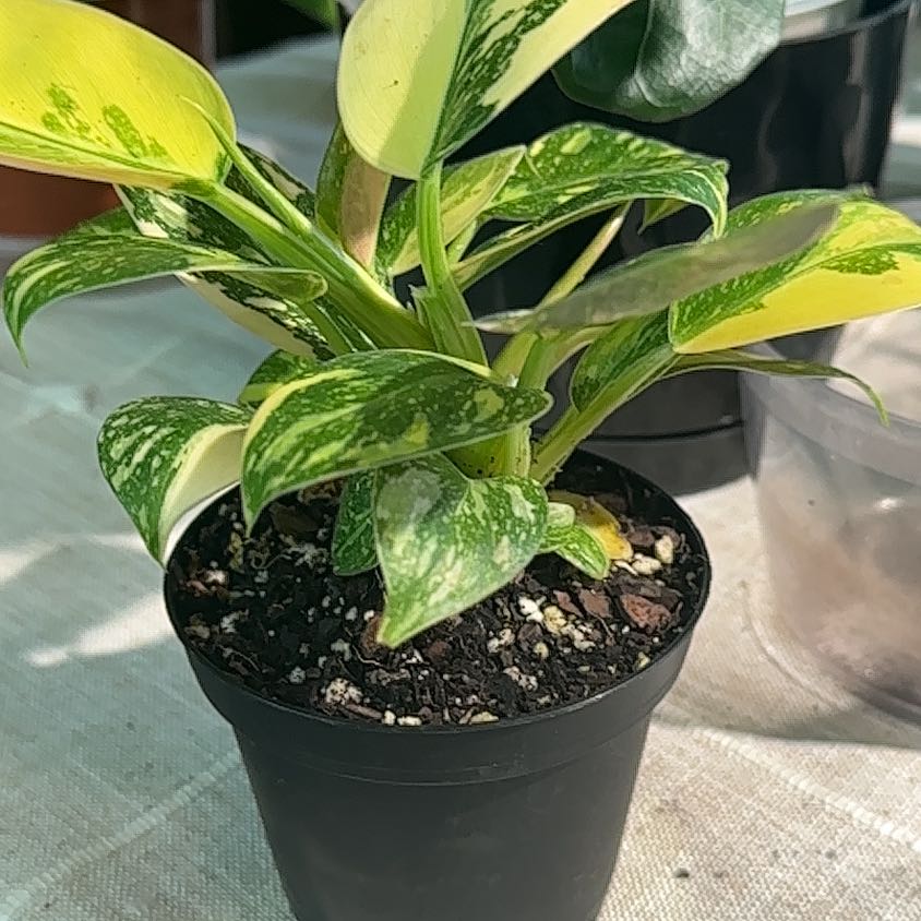 Photo of the plant species Variegated Green Congo Philodendron by @Verosplant named Beyonce on Greg, the plant care app