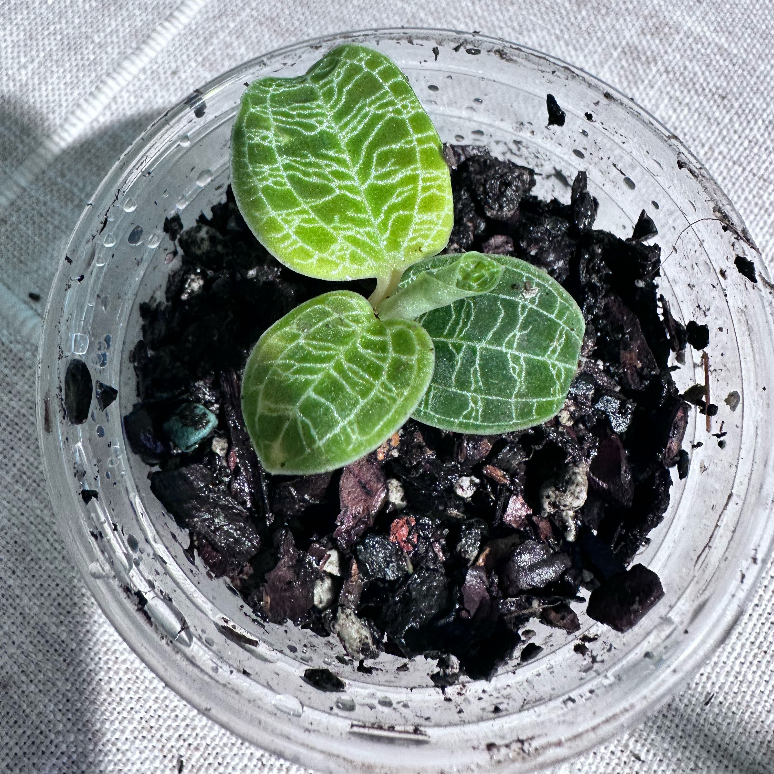 Photo of the plant species Lightning Bolt Jewel Orchid by @Verosplant named Jewel on Greg, the plant care app