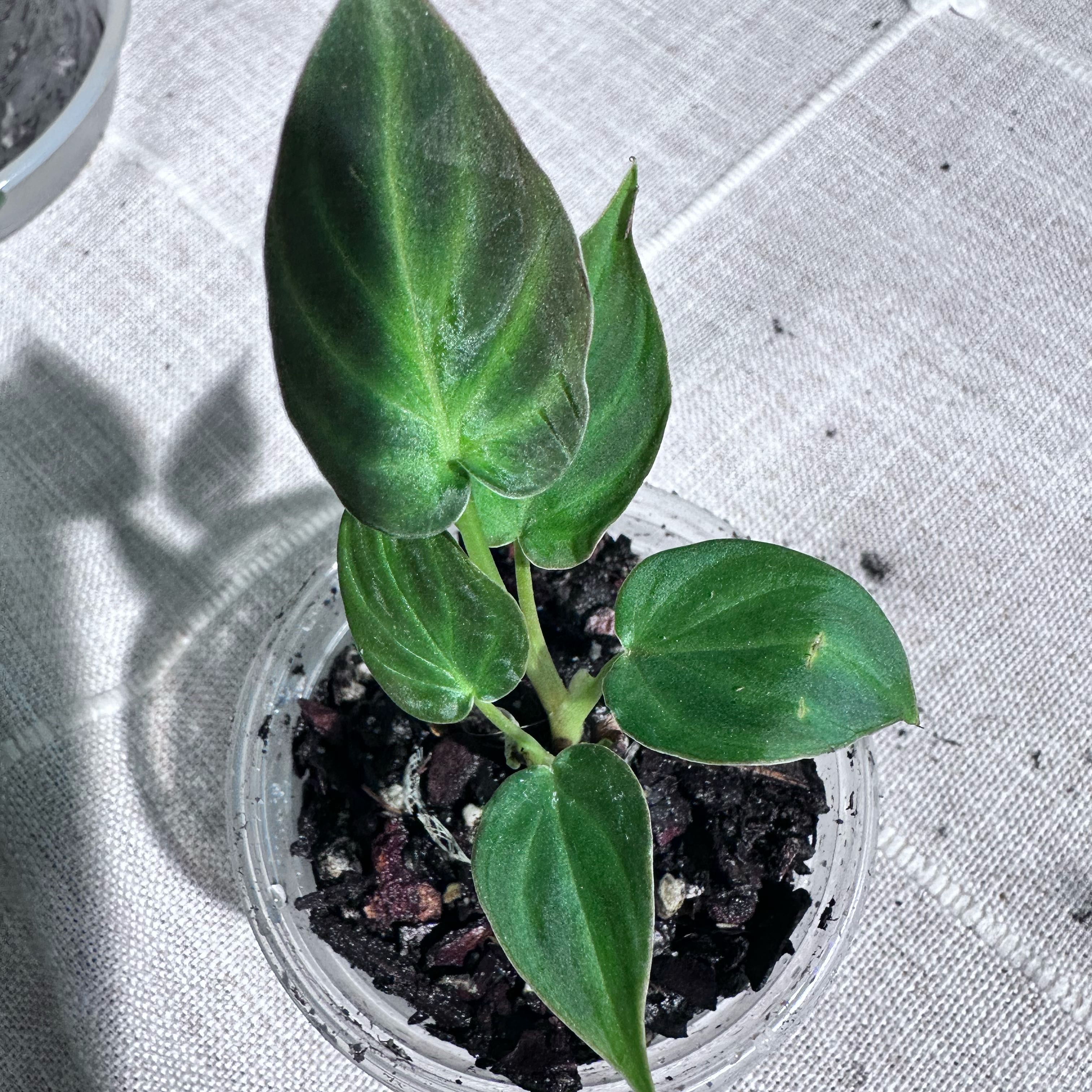 Photo of the plant species Philodendron verrucosum 'Tambillo' by @Verosplant named Verrucosum on Greg, the plant care app