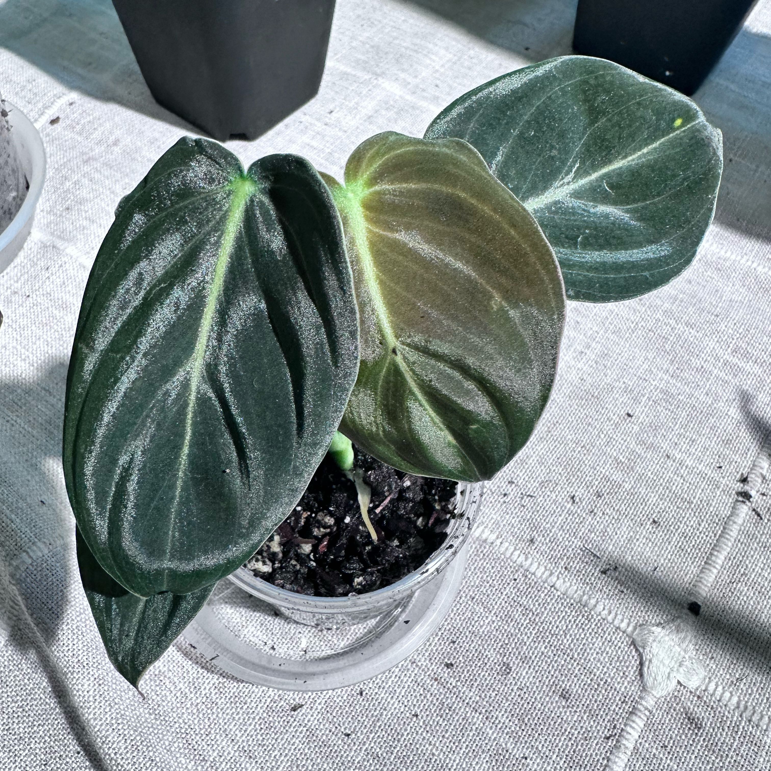 Photo of the plant species Philodendron Splendid by @Verosplant named Walt on Greg, the plant care app