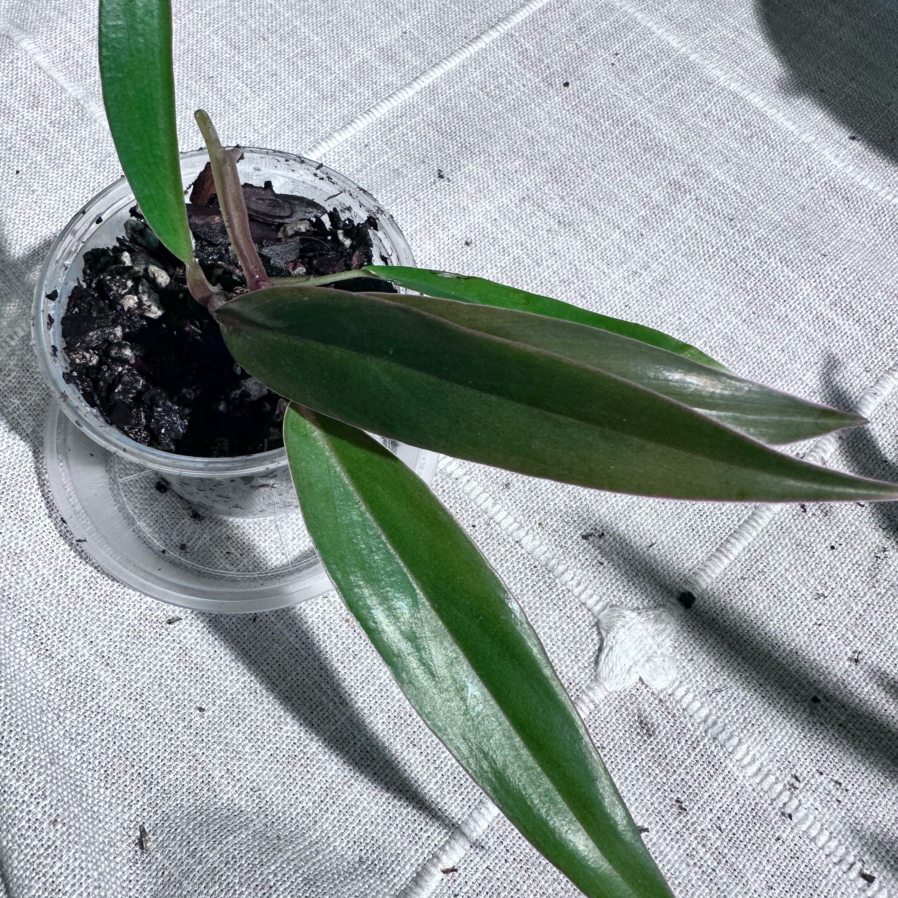Photo of the plant species Philodendron x joepii by @Verosplant named Philodendron Carmel Marble Pluto on Greg, the plant care app