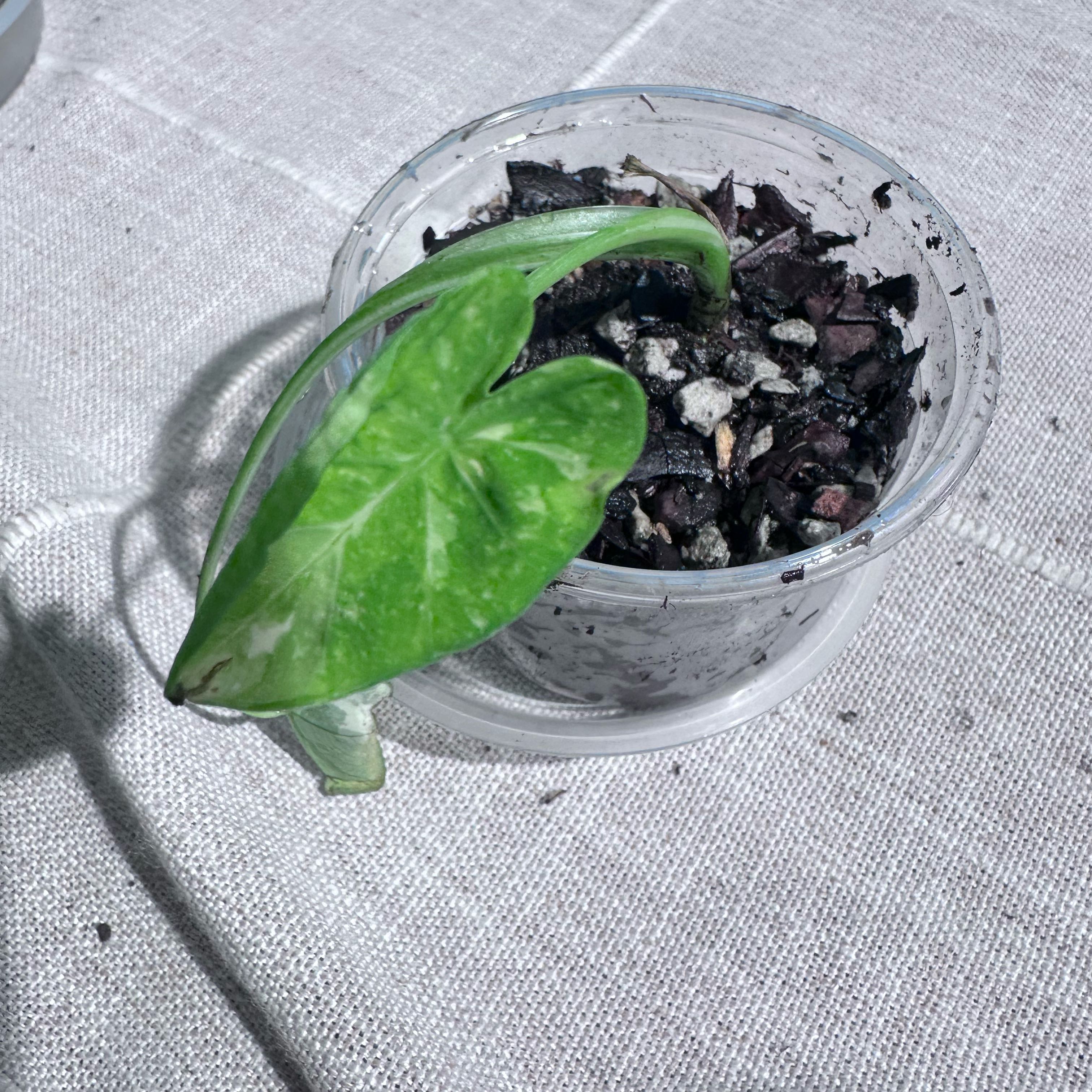 Photo of the plant species Okinawa by @Verosplant named Dax on Greg, the plant care app