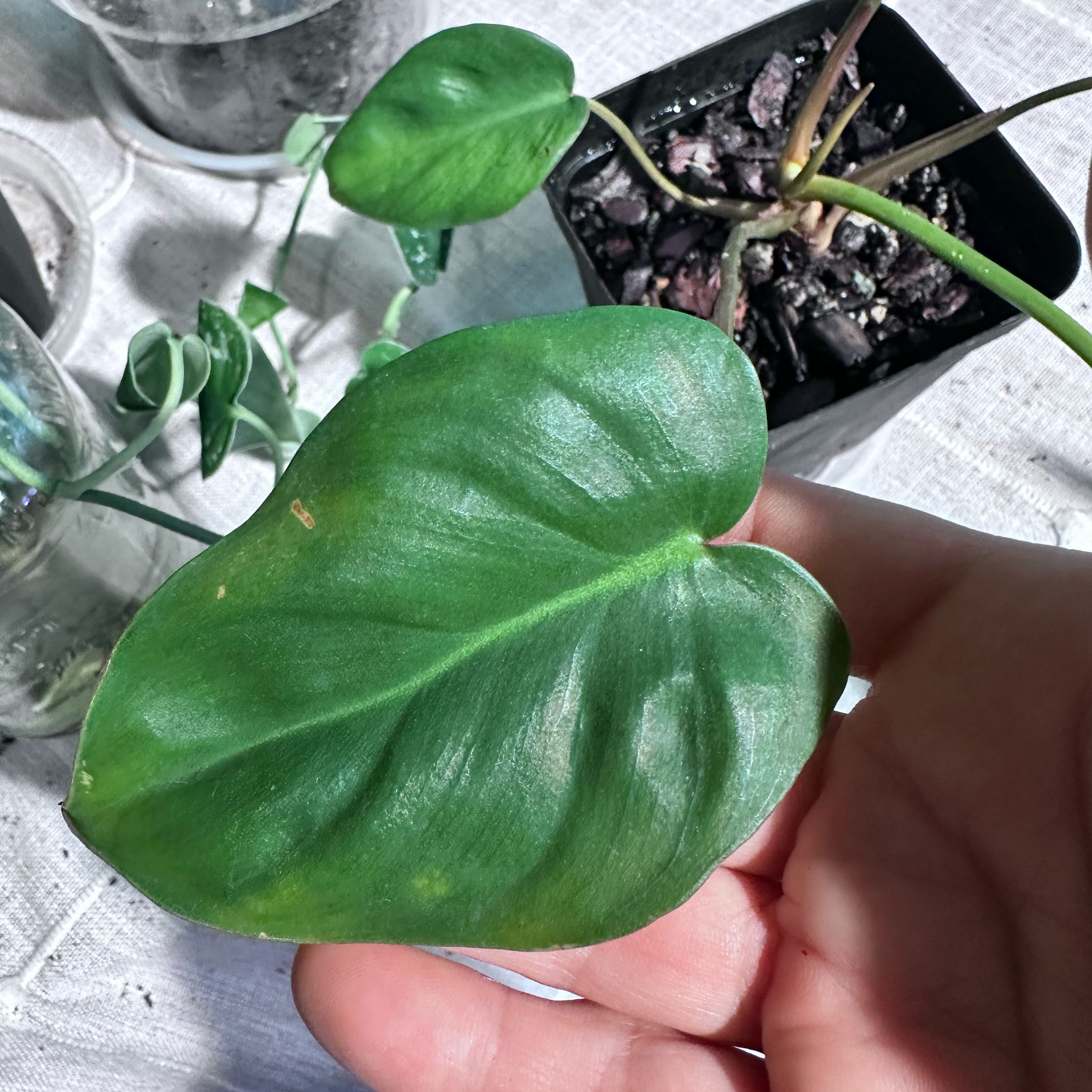 Photo of the plant species Philodendron sp Colombia by @Verosplant named Bigleef Smalls on Greg, the plant care app