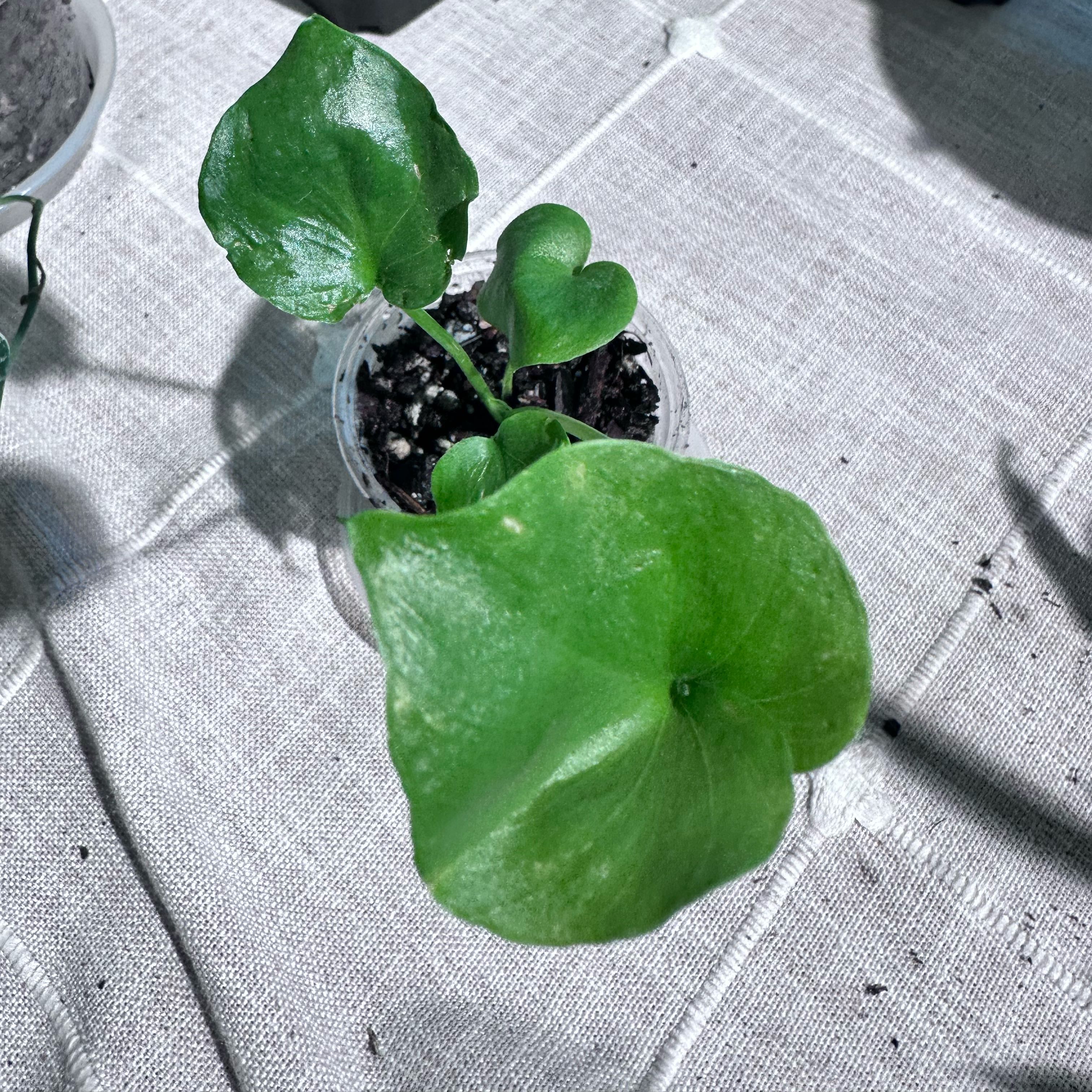 Photo of the plant species Hosta 'Hope' by @Verosplant named Marley on Greg, the plant care app