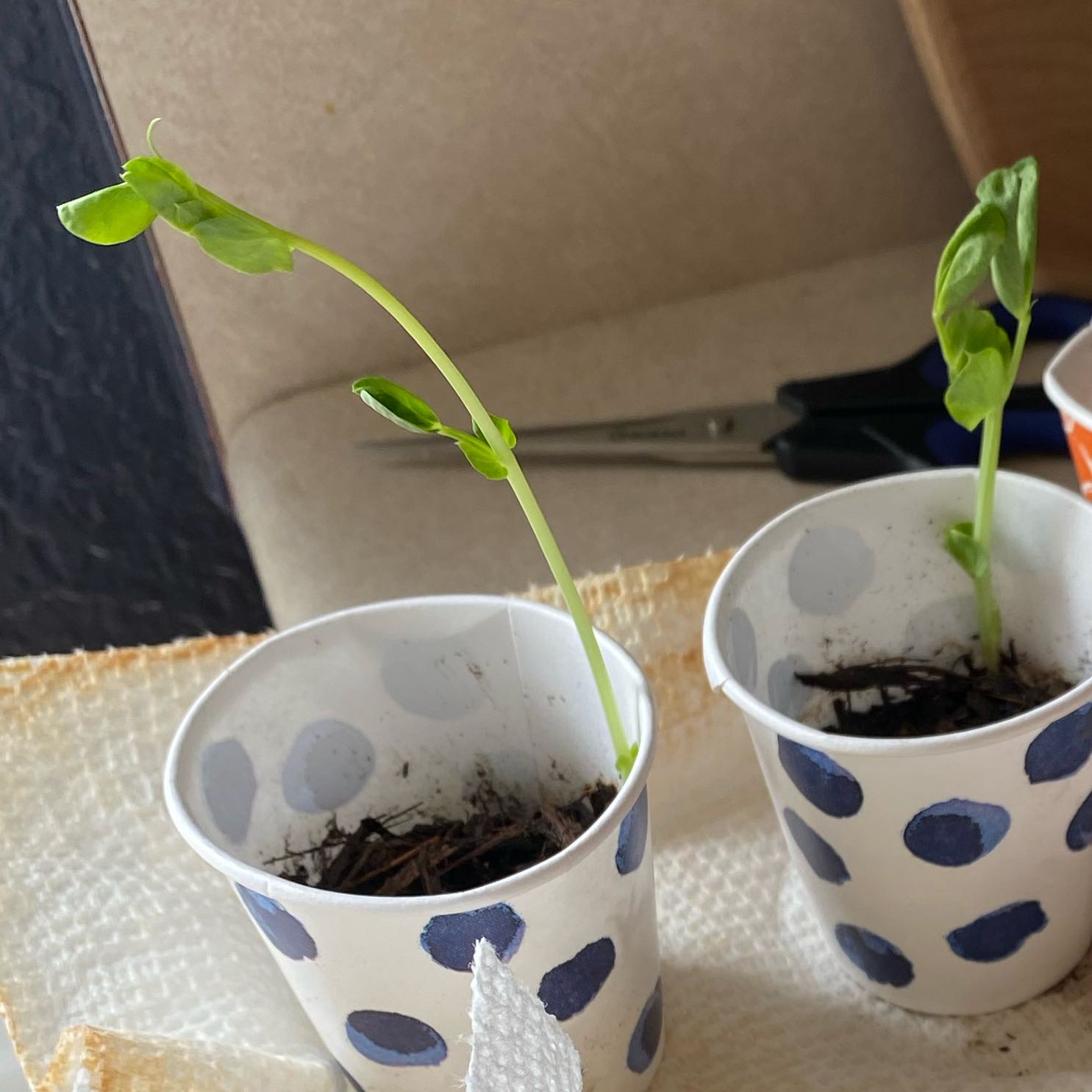 Photo of the plant species Snow Peas by @Skippytoe named Sweet Pea on Greg, the plant care app