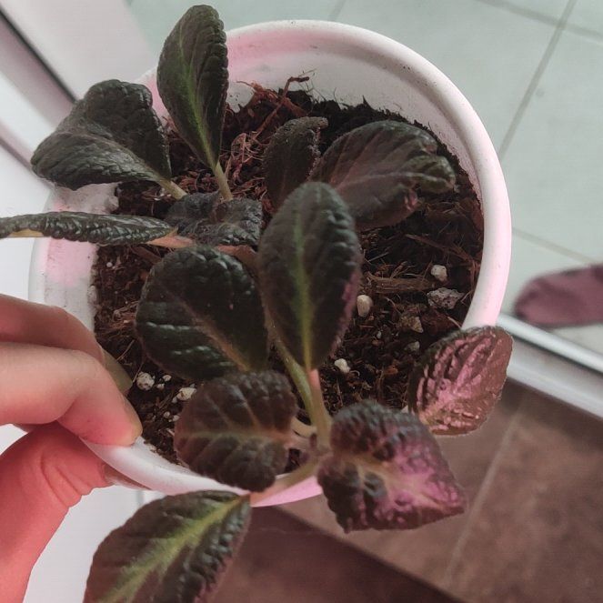 Photo of the plant species Episcia by @VivaciousMayten named Forrest on Greg, the plant care app