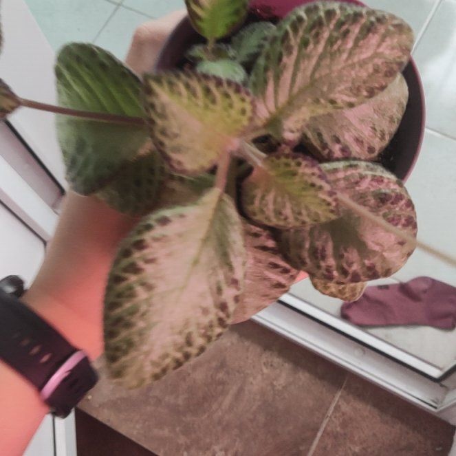 Photo of the plant species Episcia by @VivaciousMayten named Gates on Greg, the plant care app