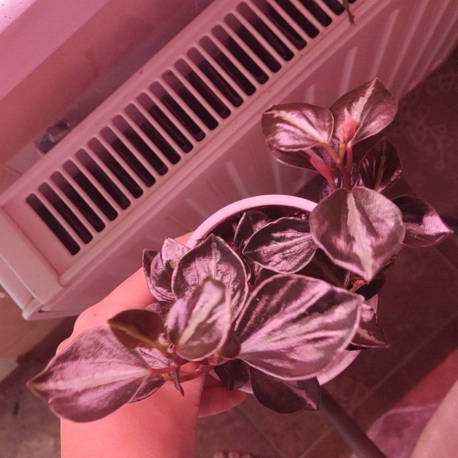 Photo of the plant species Red Tree by @VivaciousMayten named Bieber on Greg, the plant care app