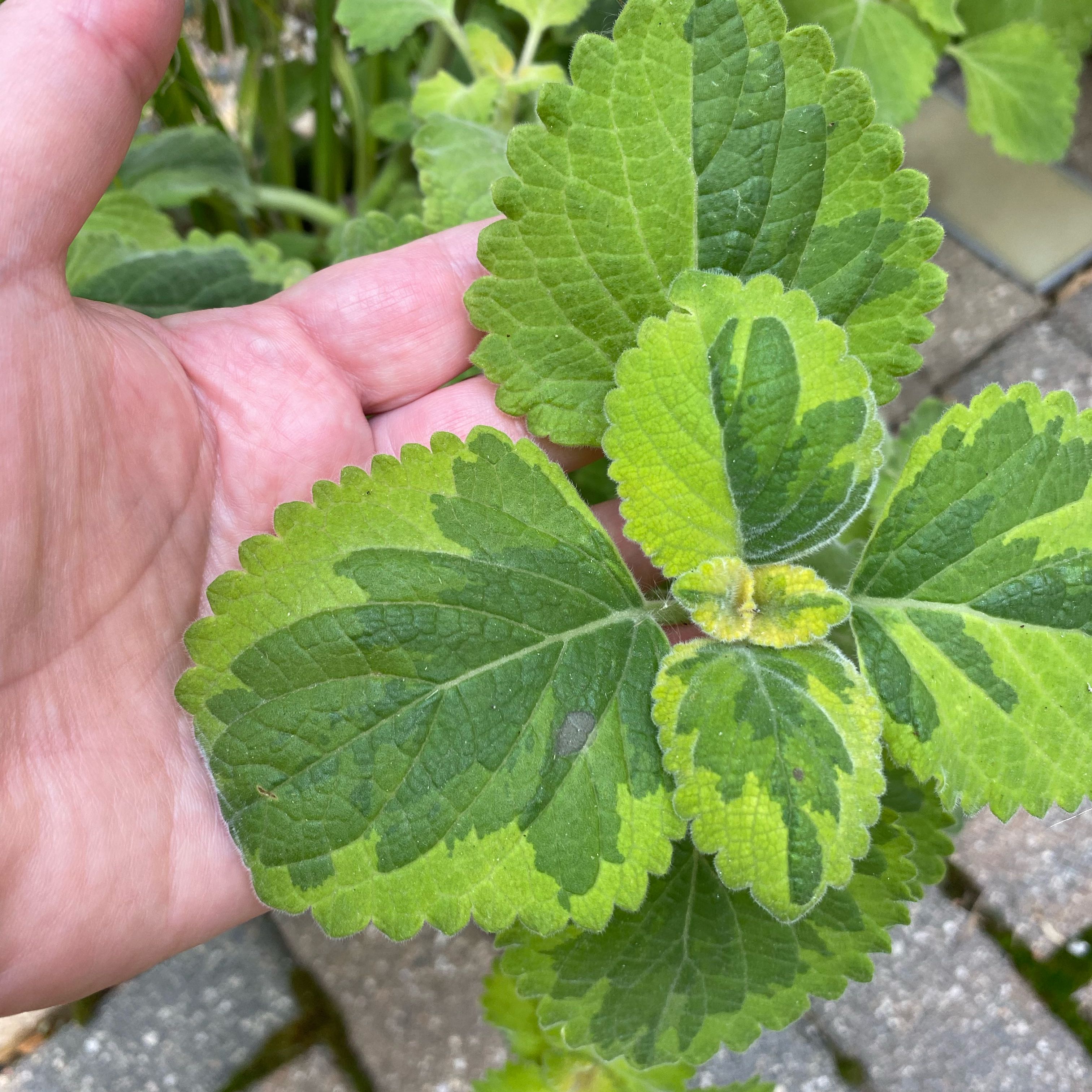 Photo of the plant species Lemon Twist by @SwellIrishmoss named Captain Plant-it on Greg, the plant care app