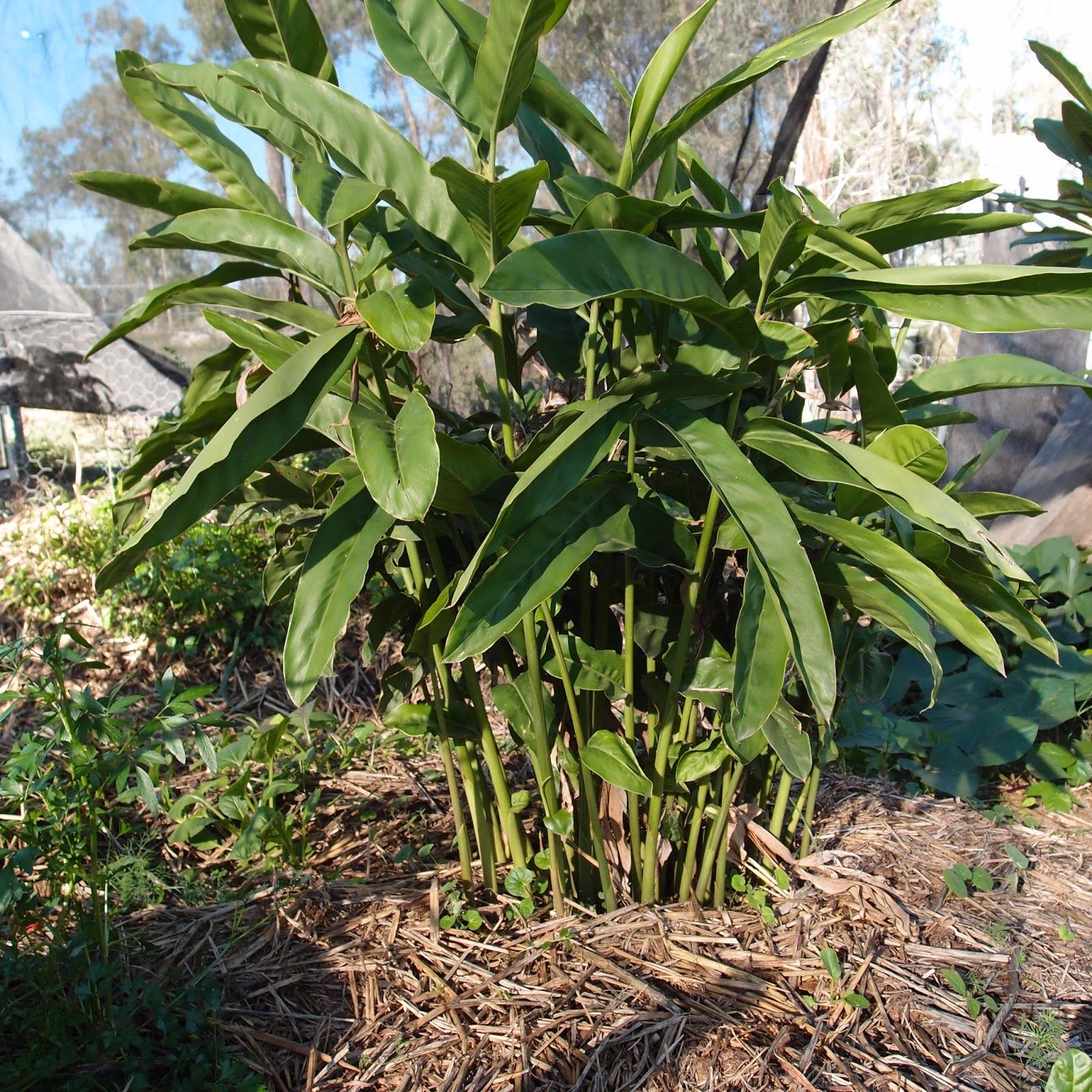 Photo of the plant species Galangal Ginger by @SwellIrishmoss named Michelle Branch on Greg, the plant care app
