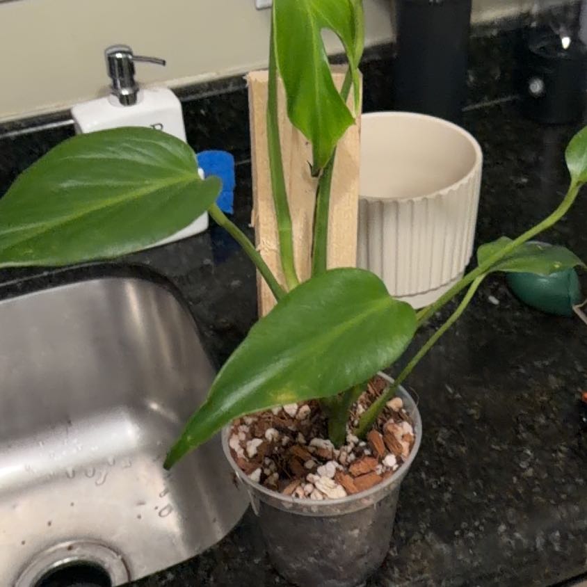 Photo of the plant species Monstera subpinnata by @SincereInchworm named Plato on Greg, the plant care app