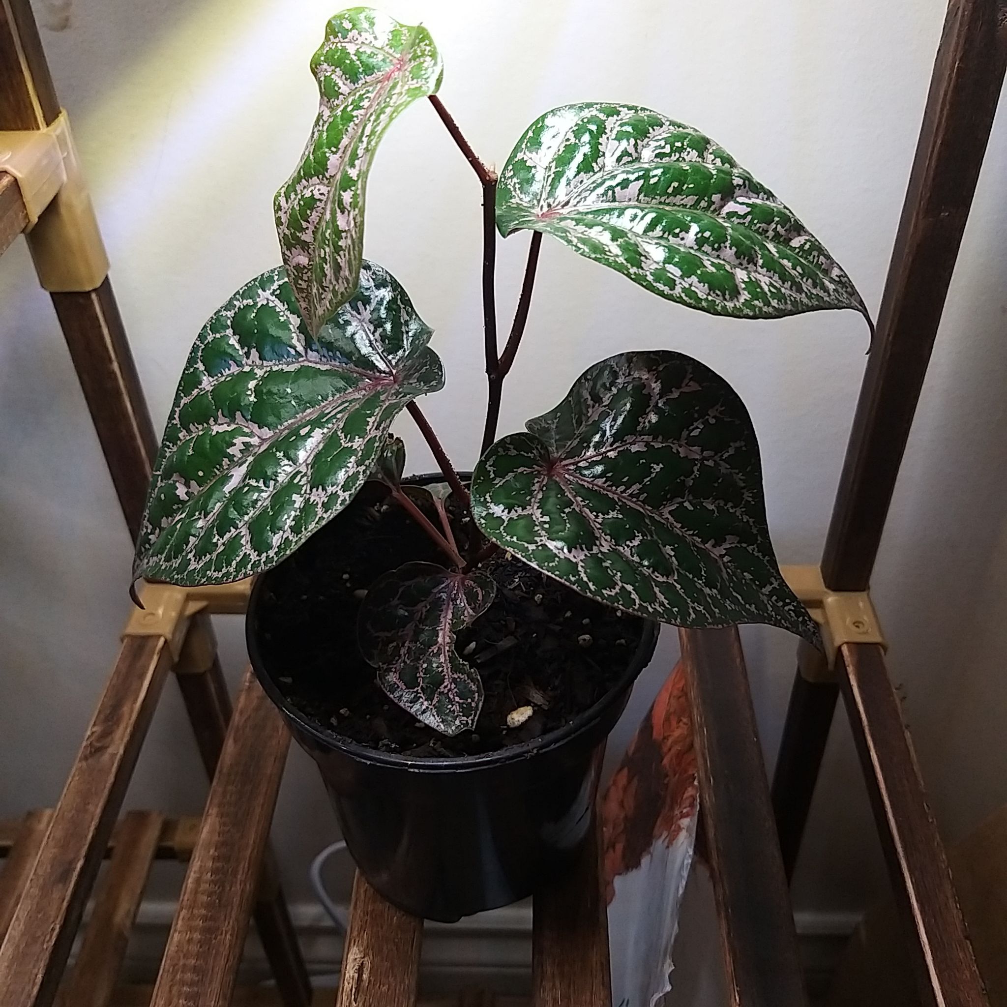 Red Betel plant in a black pot on a wooden shelf with green leaves and white variegation.