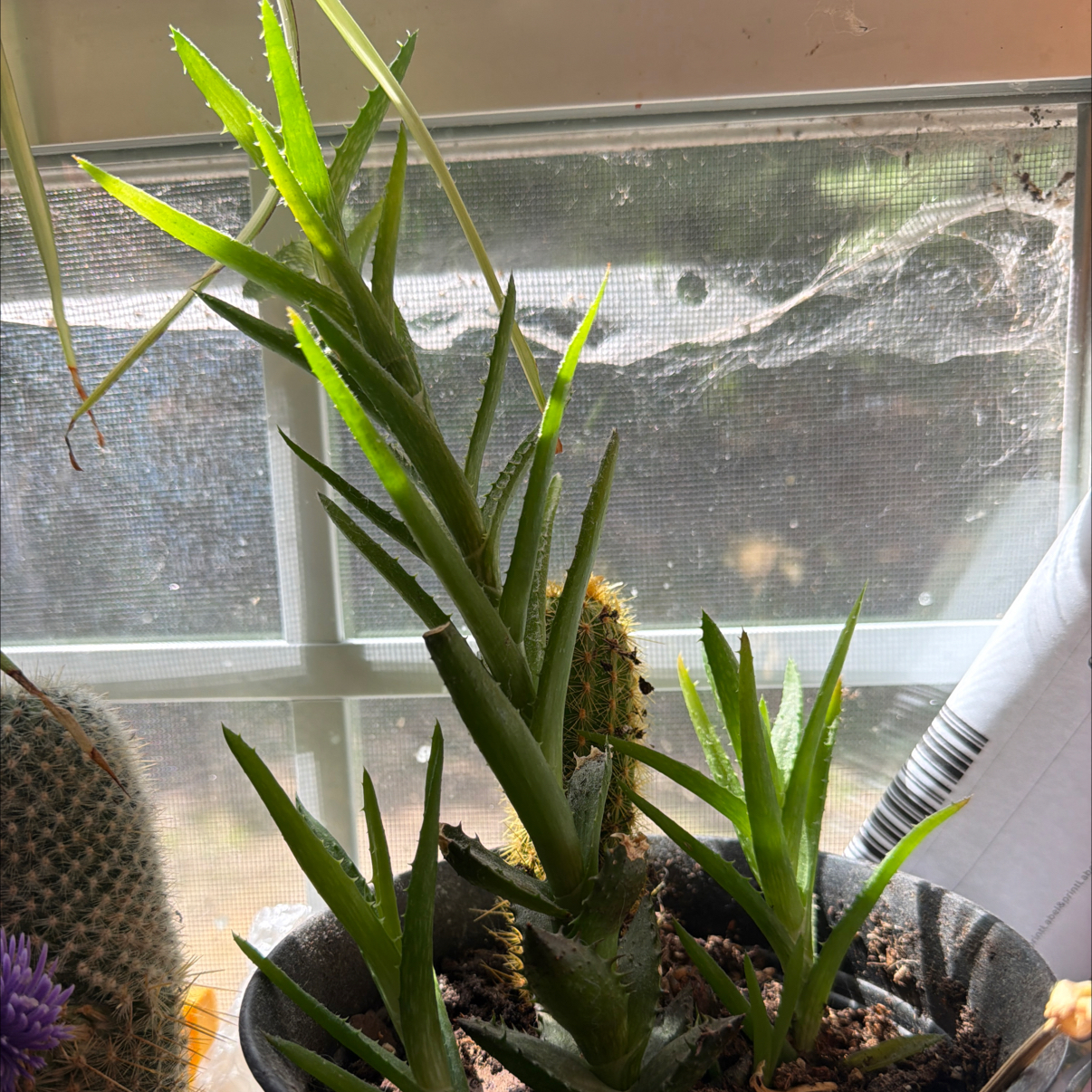 Photo of the plant species Narrow-leafed Tiger Tooth Aloe by @GemAmbrosina named Lola on Greg, the plant care app