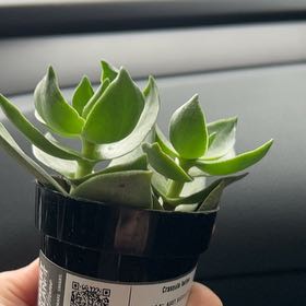 Photo of the plant species Taylor's Parches by @GemAmbrosina named Oscar on Greg, the plant care app