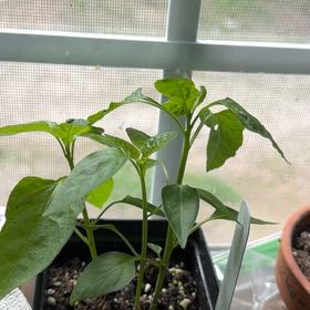 Photo of the plant species Cayenne Pepper by @GemAmbrosina named Jimmy Neutron on Greg, the plant care app
