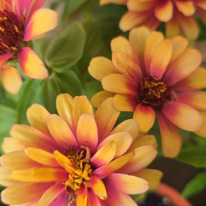 Photo of the plant species Peruvian Zinnia by @PrecisePegaropa named Girlfrond on Greg, the plant care app