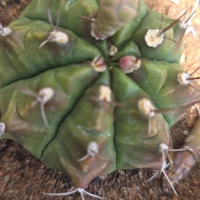 Photo of the plant species Turbinicarpus schmiedickeanus by @PrecisePegaropa named Tree Diddy on Greg, the plant care app
