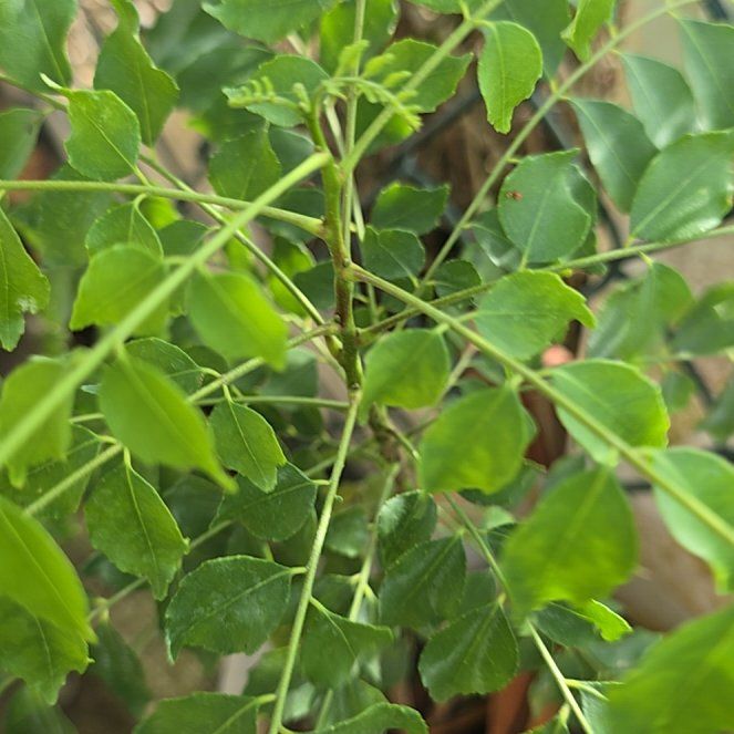 Photo of the plant species Curry Tree by @PrecisePegaropa named Athena on Greg, the plant care app