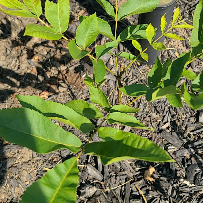 Photo of the plant species Pecan by @WiredVeilwort named Muhammad Ali on Greg, the plant care app