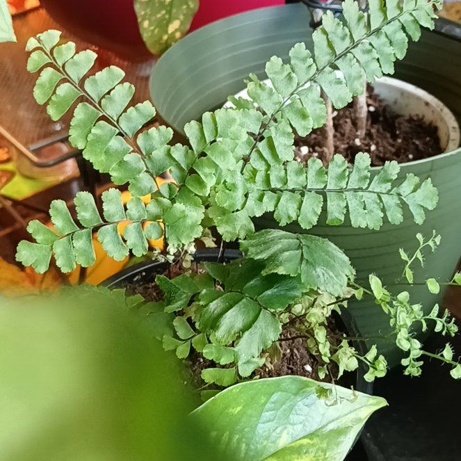 Photo of the plant species Northern Maidenhair Fern by @SunnyBoxholly named Stella on Greg, the plant care app
