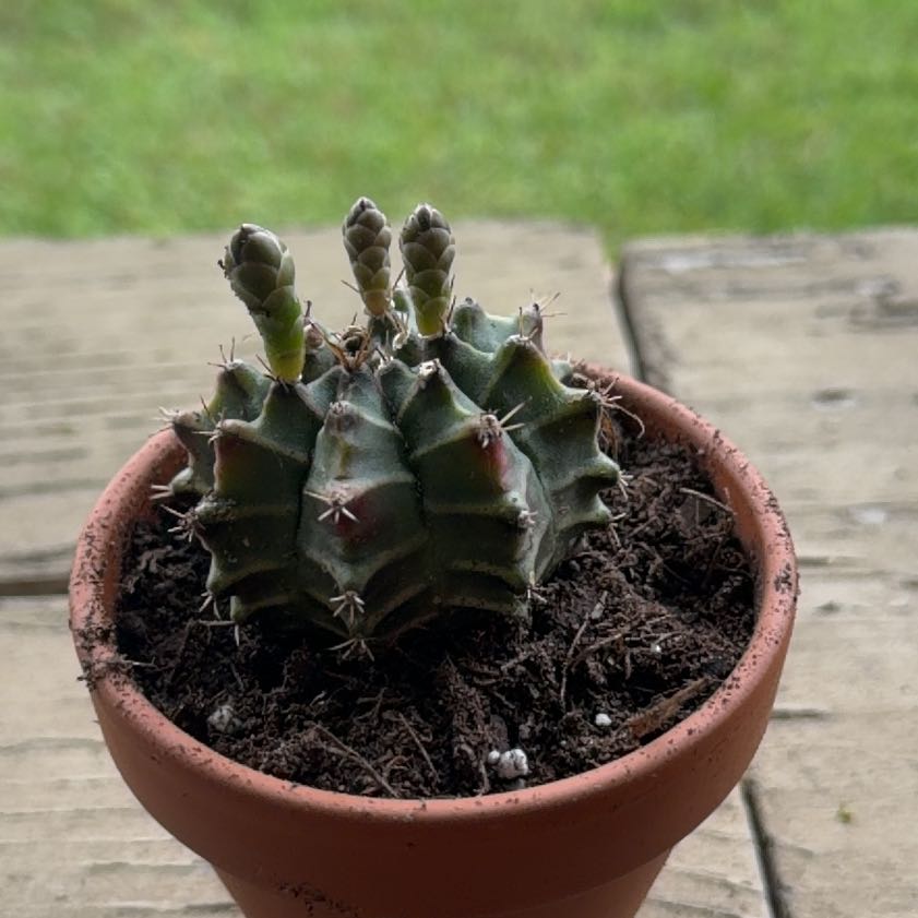 Photo of the plant species Variegated Moon Cactus by @NiftyRubybonnet named Queen on Greg, the plant care app