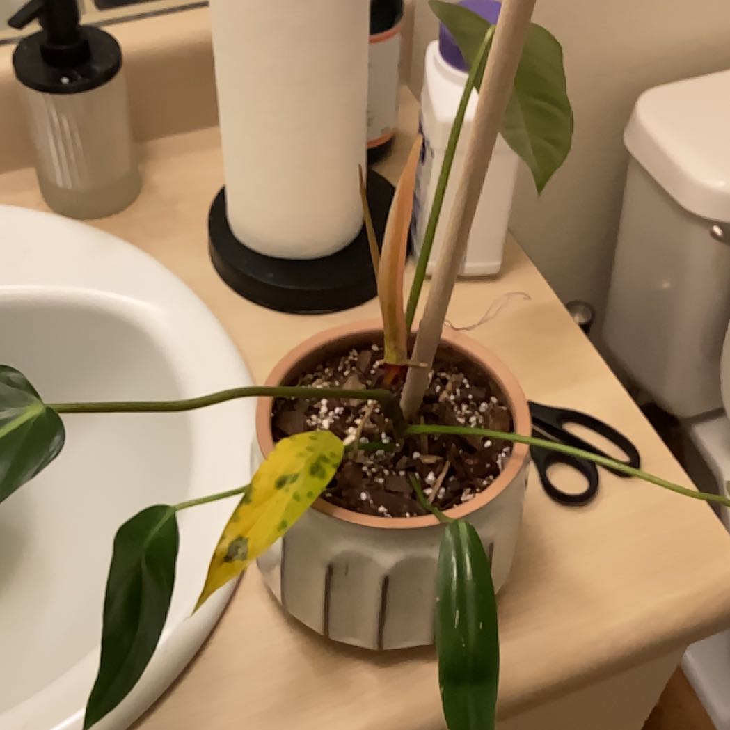 Photo of the plant species Philodendron bernardopazii by @CourteousPansy named Zeus on Greg, the plant care app