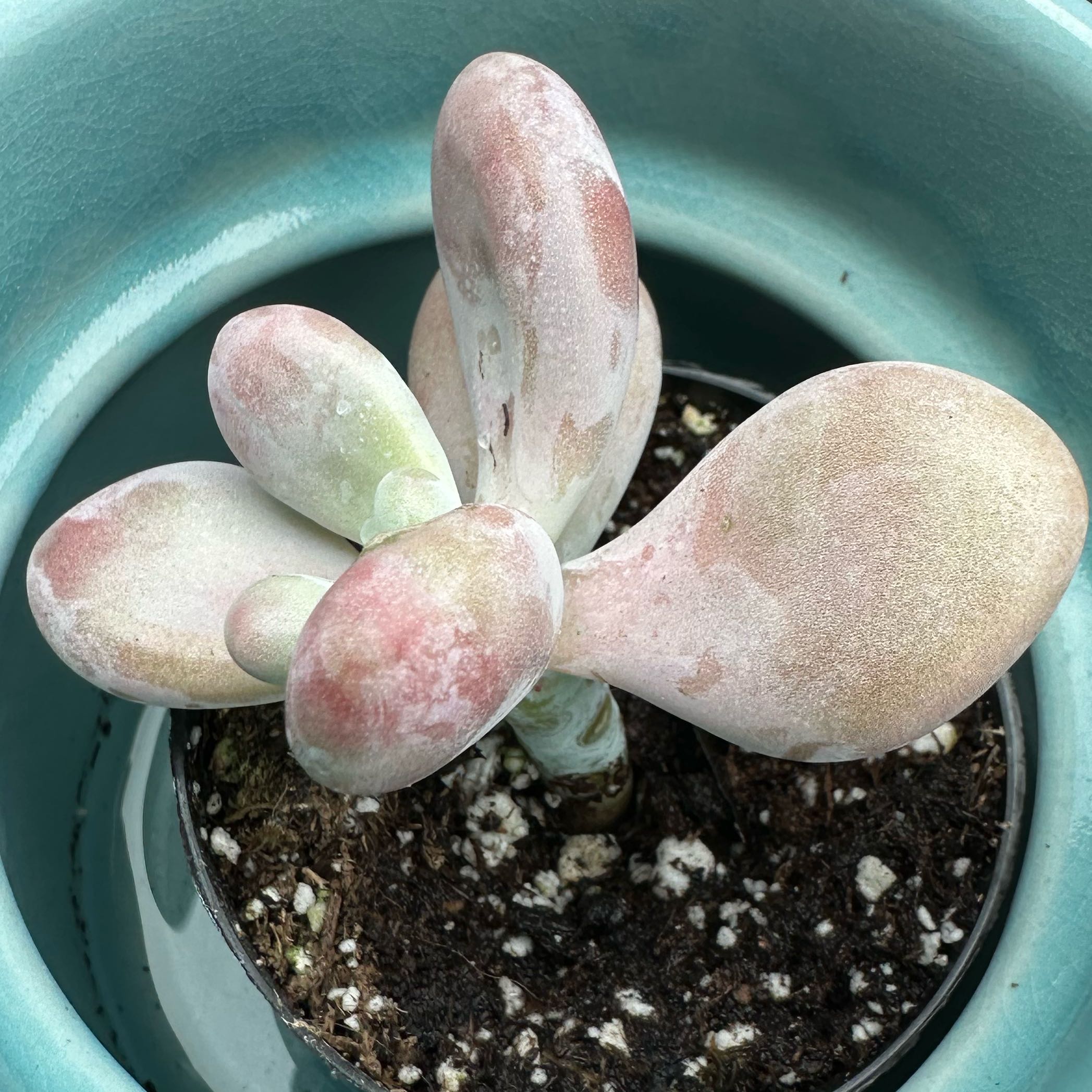 Lavender Pebbles succulent plant in a pot with visible soil and some leaf discoloration.