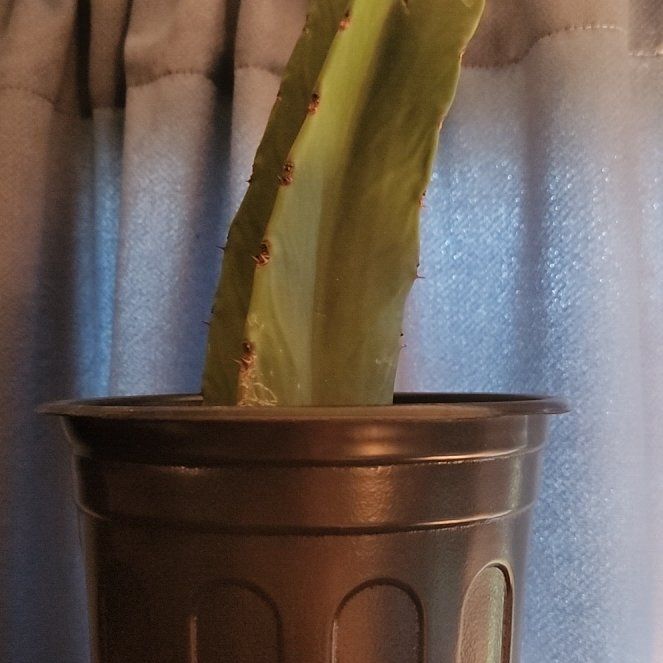 Photo of the plant species Anti-radiation Cactus by @AbleBookaloe named Gomez on Greg, the plant care app
