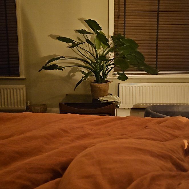 Photo of the plant species Alocasia gageana 'Aurea' by @CuteThaisunrise named Mollie on Greg, the plant care app