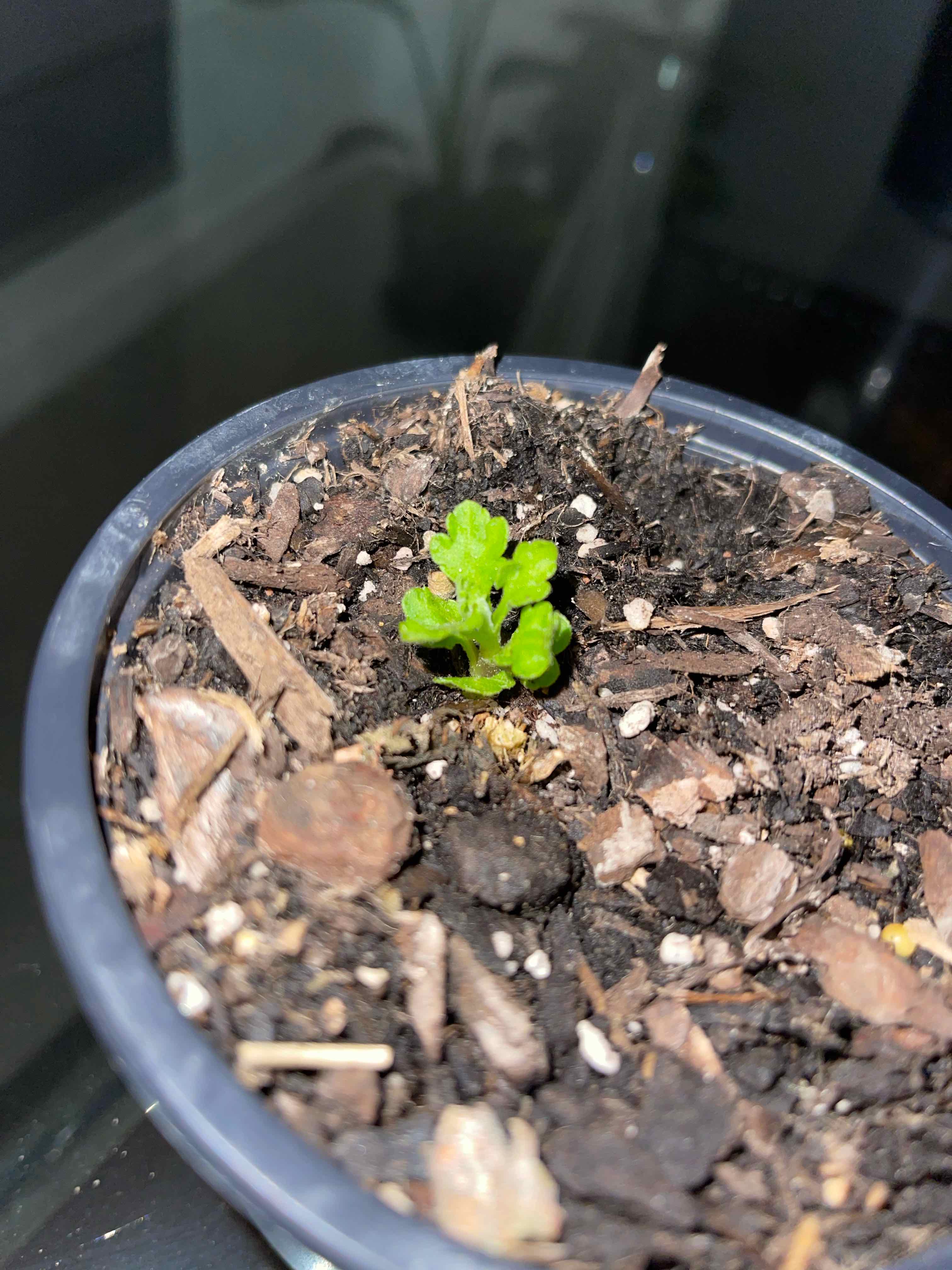 Young Florist's Daisy plant in a pot with visible soil, showing healthy green leaves.