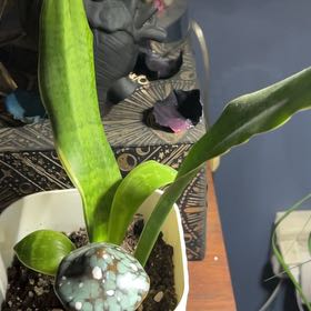 Photo of the plant species Sansevieria Silver Flame by @MartyRedPlants named Fernie Mercury on Greg, the plant care app
