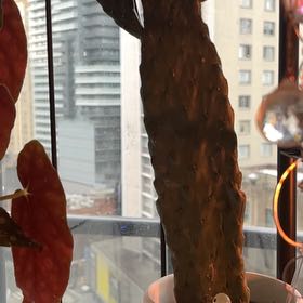 Photo of the plant species Cowboy Cactus by @MartyRedPlants named Sanders on Greg, the plant care app