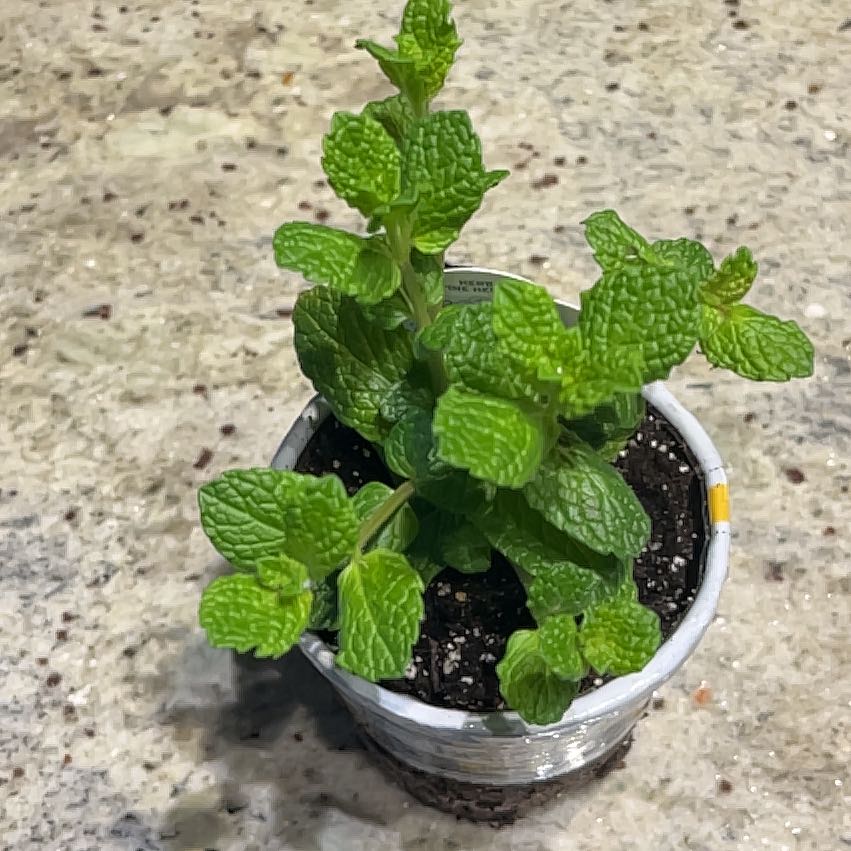 Photo of the plant species Mint by @MartyRedPlants named Mint on Greg, the plant care app