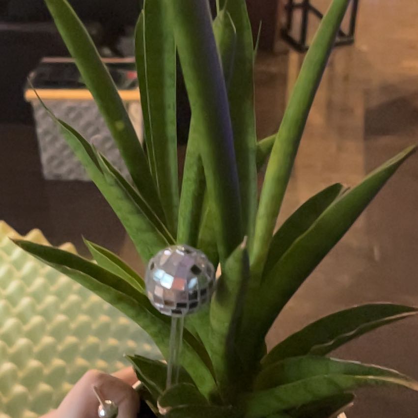Photo of the plant species Snake Plant by @MartyRedPlants named Elina on Greg, the plant care app