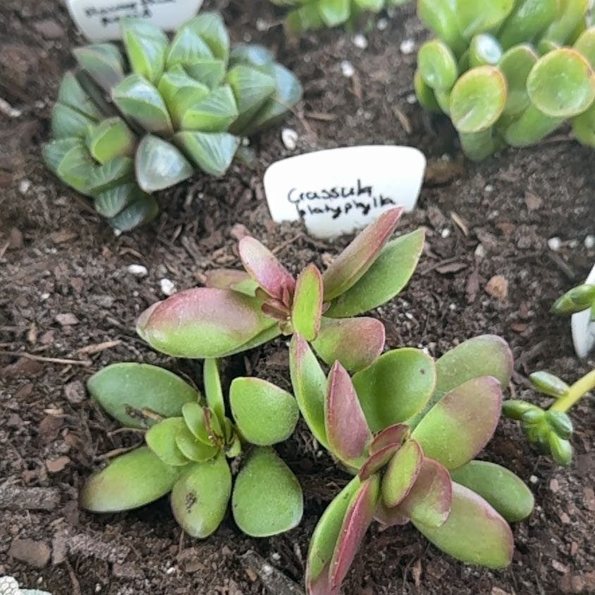 Photo of the plant species Crassula Platyphylla by @WhizAzurebluet named Morgan Treeman on Greg, the plant care app