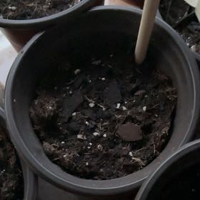 Photo of the plant species Baby Carrot by @Kay_McG named Bodhi on Greg, the plant care app