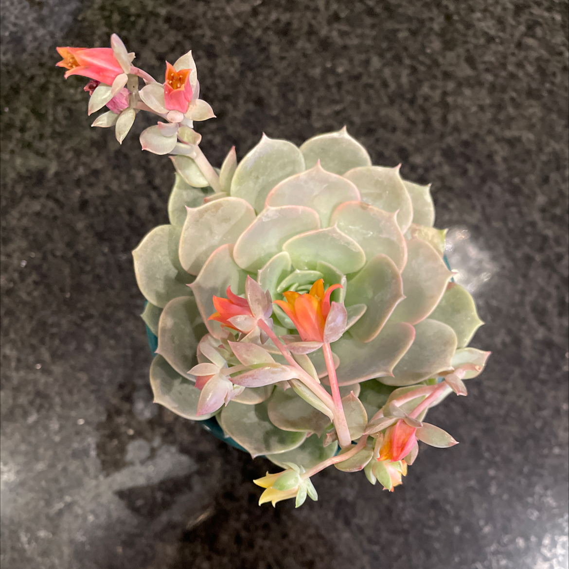 Photo of the plant species Echeveria Fury by @CozySeraphina named Fury Butte on Greg, the plant care app