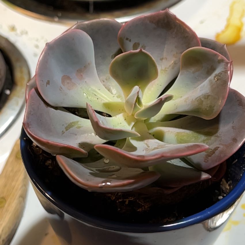 Photo of the plant species Lavender Rose Echeveria by @ChosenLantana named Cleopatra on Greg, the plant care app