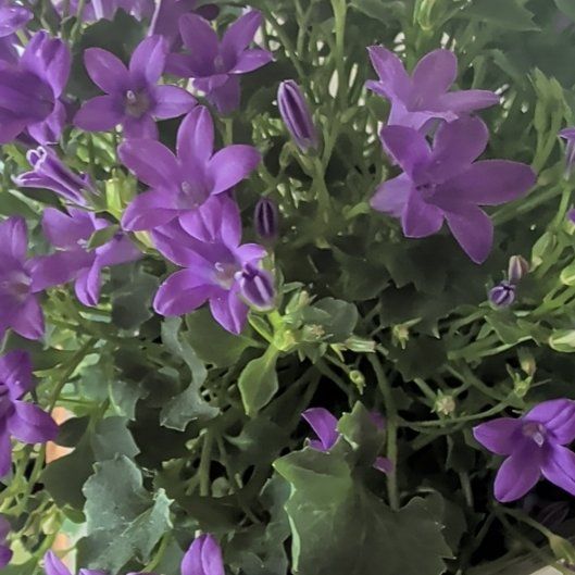 Photo of the plant species Peach-Leaf Bellflower by @EclecticTauhinu named Royal on Greg, the plant care app