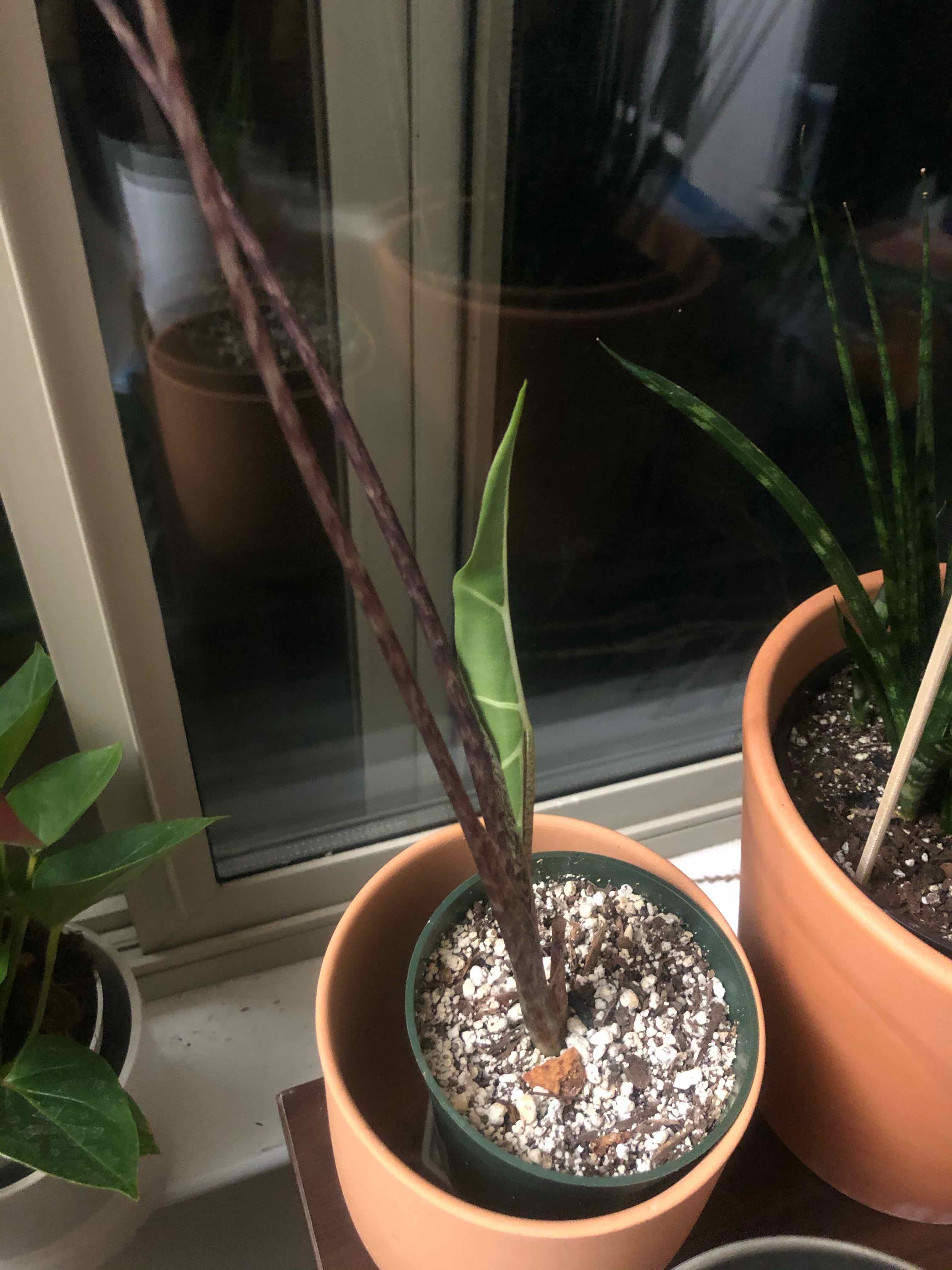 Zebra Elephant Ear plant with a single green leaf and two tall brown stems in a pot near a window.