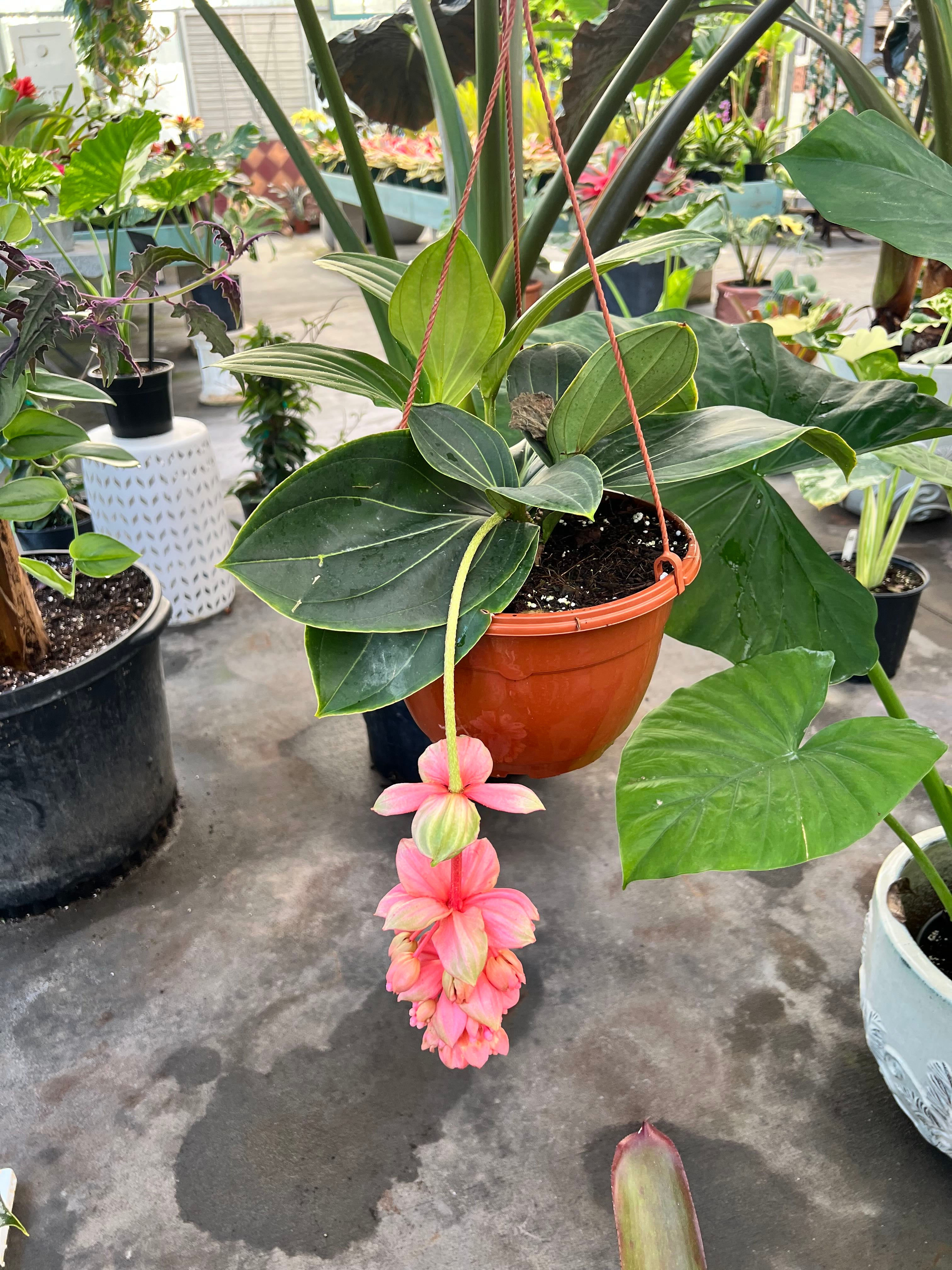 💧 Ultimate Guide to Outdoor Medinilla Care