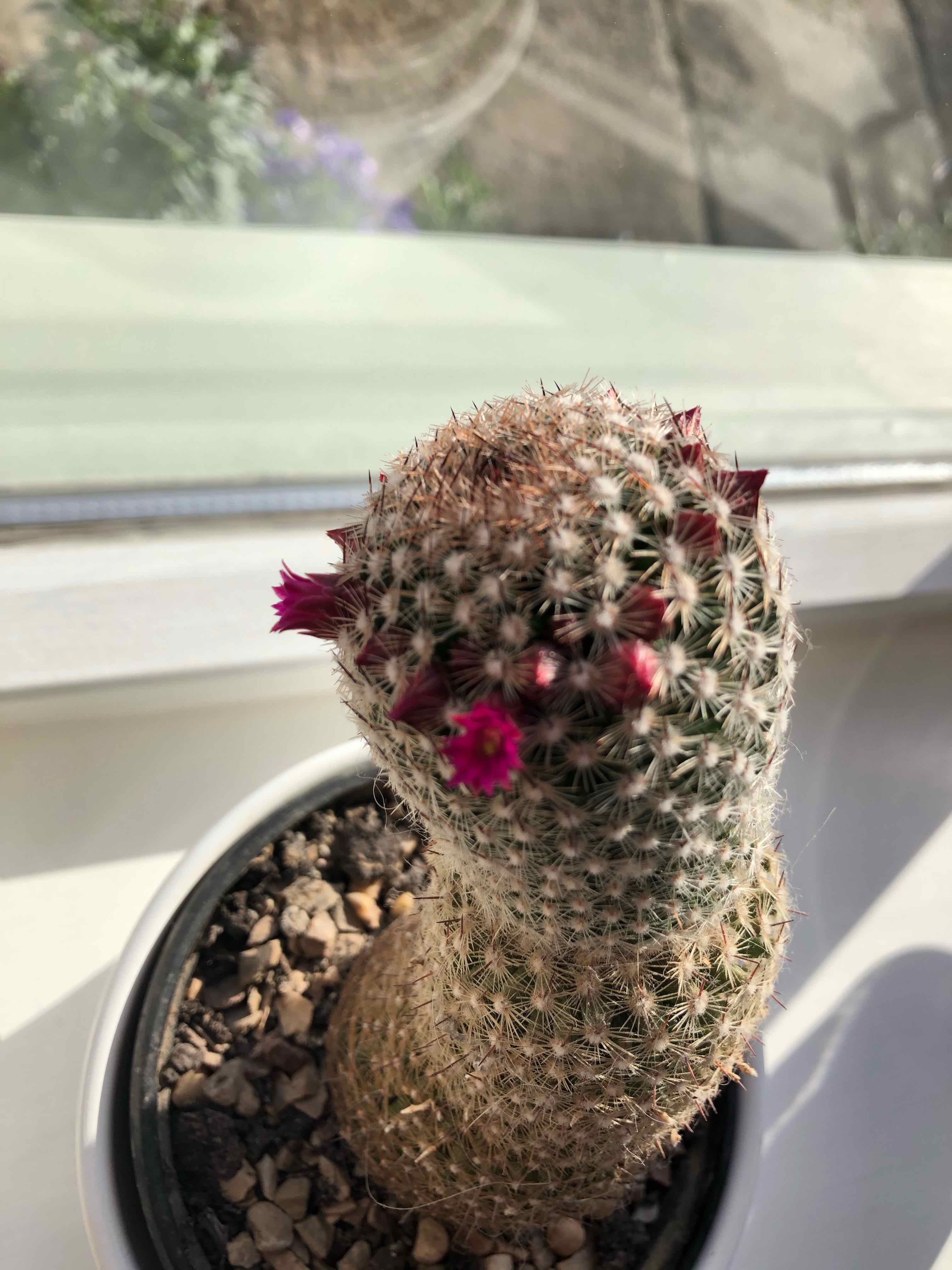 Arizona Rainbow Cactus in a pot with small flowers, well-framed and in good health.