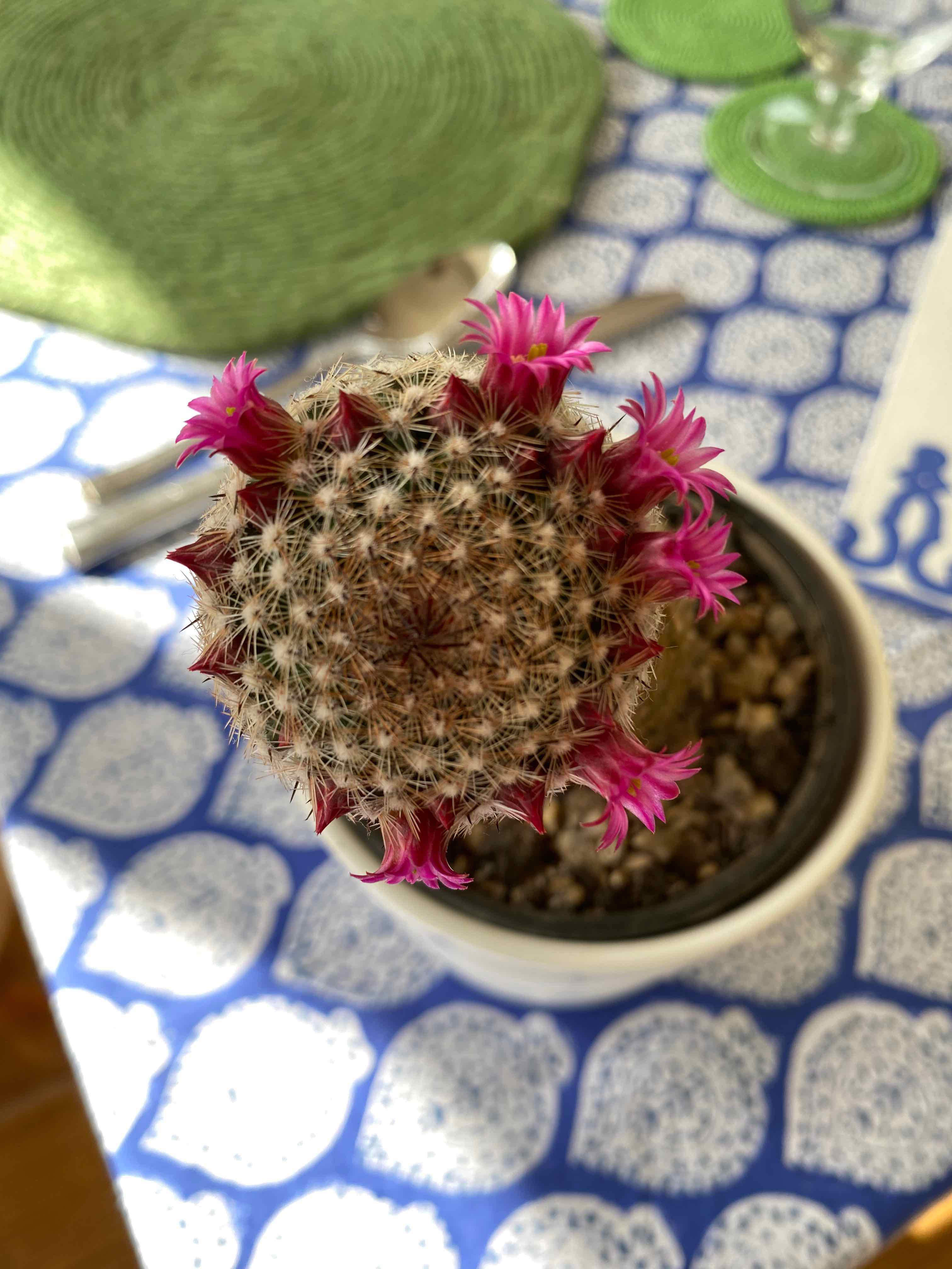 Arizona Rainbow Cactus with vibrant pink flowers in a pot on a patterned tablecloth.