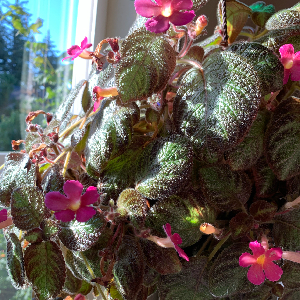 Photo of the plant species Episcia 'Pink Panther' by @GrandPyrethrum named Pink Panther on Greg, the plant care app