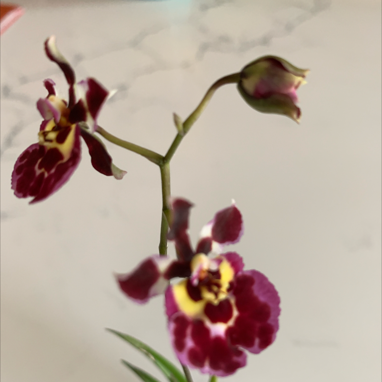Photo of the plant species Tolumnia Orchid by @GrandPyrethrum named Jairak Flyer ‘Tufferfish’ on Greg, the plant care app