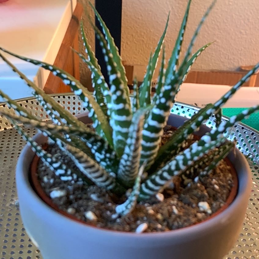 Photo of the plant species Haworthia Alba by @GrandPyrethrum named Einstein on Greg, the plant care app