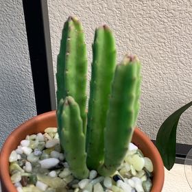 Photo of the plant species Carrion Flower by @GrandPyrethrum named Stapelia leendertziae on Greg, the plant care app