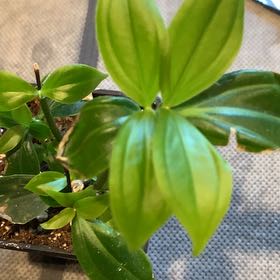 Photo of the plant species Malaysian Orchid by @GrandPyrethrum named Medinilla myriantha on Greg, the plant care app