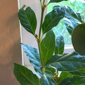 Plant care for Mitriostigma monocaule on Greg, the plant care app